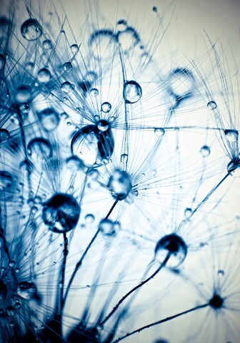 Abstract macro photo of plant seeds with water drops 2